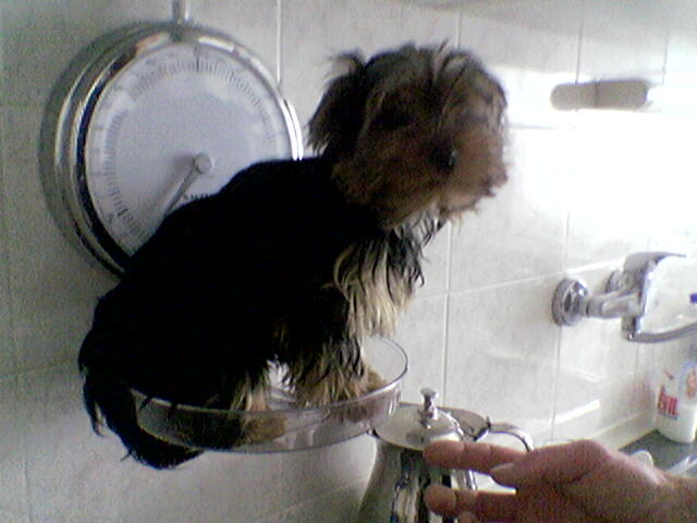 Benji1.jpg